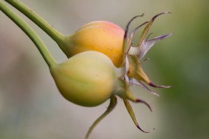 Fruit de l'églantier (pas mure)