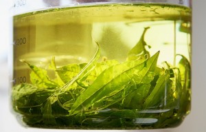 Infusion verveine