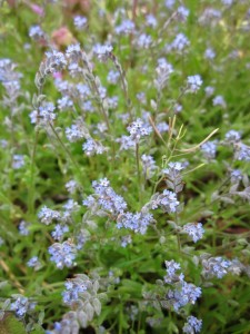 Myosotis sauvage