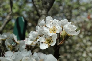 Poirier en fleur