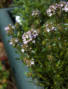 Satureja montana bergbonenkruid Berg-Bohnenkraut Winter savory sarriette vivace ou sarriette des montagnes