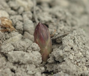 asperge