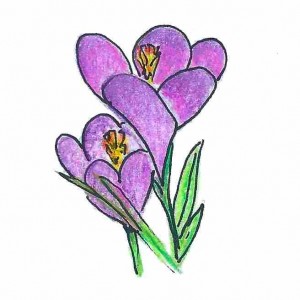 crocus