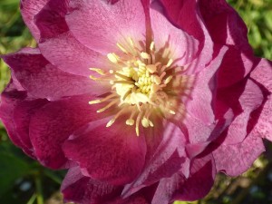 hellebore