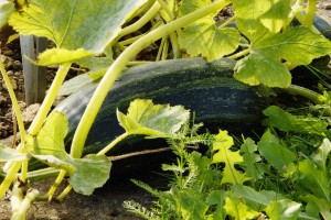 Courgette plant