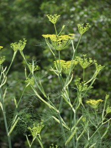 Fenouil plant