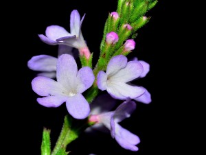 Fleur de verveine