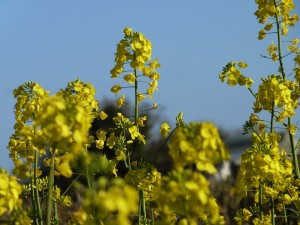 Moutarde fleur