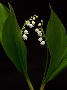 Muguet plant