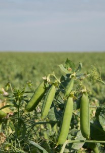 Mature green peas in field