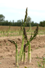 Plant d'asperge