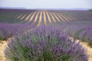 Plant de lavande