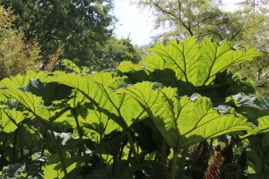 Rhubarbe plant