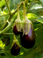 aubergine