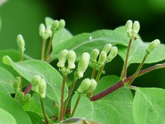 bourgeons chèvrefeuille