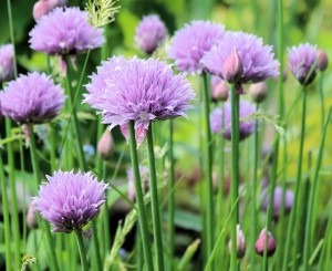 ciboulette plant