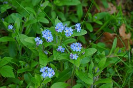 feuille de myosotis