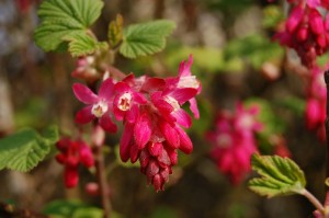 fleur de framboisier