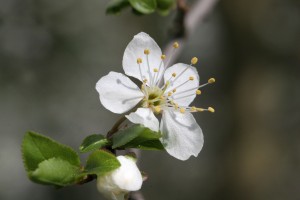 fleur de mirabelle