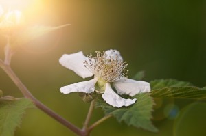 fleur de mûre