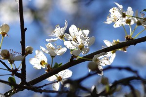 fleur de prune