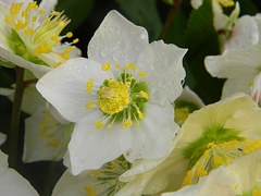 fleur hellebore