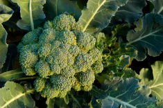 plant de brocoli