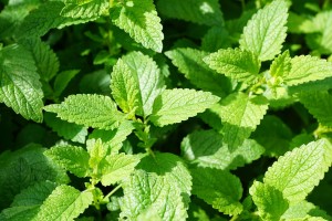 plant de menthe