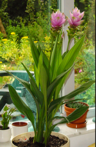 plante curcuma