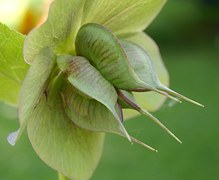 pousse hellebore