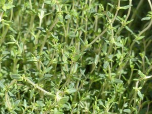 thyme-115349_960_720