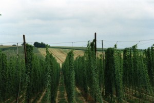 Houblon