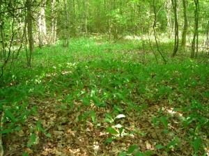 Muguet des bois