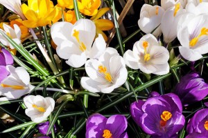 couleur de crocus