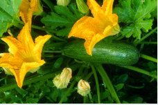 fleur de courgette